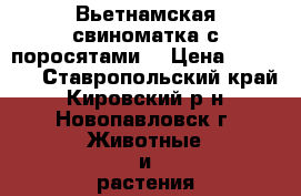 Вьетнамская свиноматка с поросятами. › Цена ­ 12 000 - Ставропольский край, Кировский р-н, Новопавловск г. Животные и растения » Другие животные   . Ставропольский край